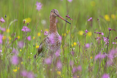 BUITEN BEELD Foto: 452379
