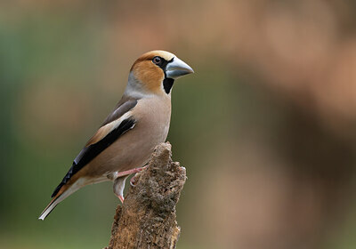 BUITEN BEELD Foto: 452381