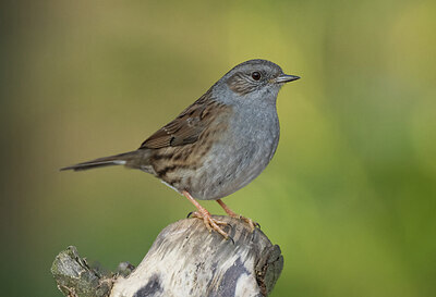 BUITEN BEELD Foto: 452382