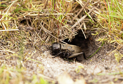 BUITEN BEELD Foto: 452386