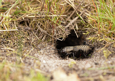 BUITEN BEELD Foto: 452387