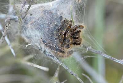 BUITEN BEELD Foto: 452388