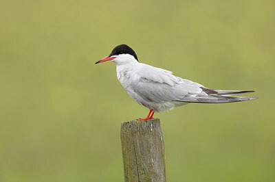BUITEN BEELD Foto: 452395