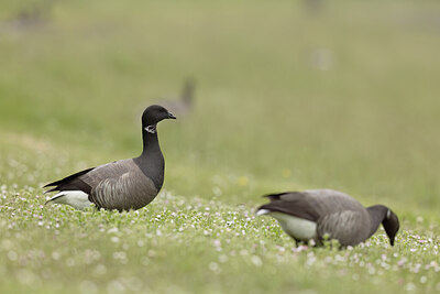 BUITEN BEELD Foto: 452397