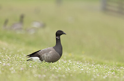 BUITEN BEELD Foto: 452398