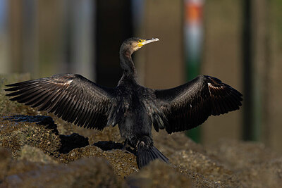 BUITEN BEELD Foto: 452399