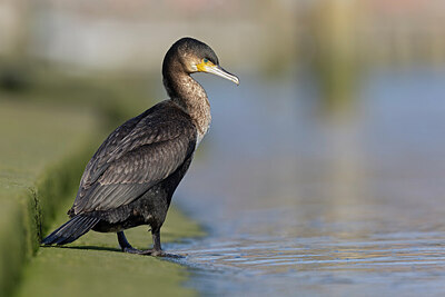 BUITEN BEELD Foto: 452403