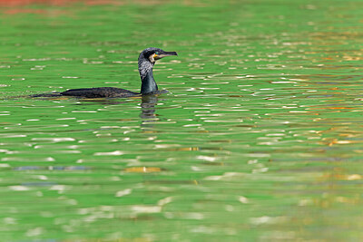 BUITEN BEELD Foto: 452404