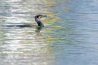 BUITEN BEELD Foto: 452407
