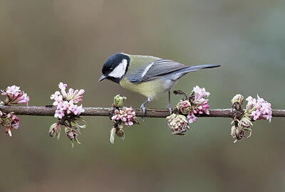BUITEN BEELD Foto: 452409