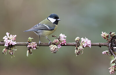 BUITEN BEELD Foto: 452410