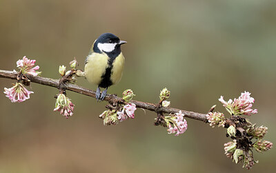 BUITEN BEELD Foto: 452411
