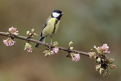 BUITEN BEELD Foto: 452412