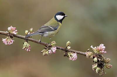 BUITEN BEELD Foto: 452413