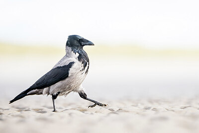 BUITEN BEELD Foto: 452424