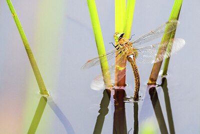 BUITEN BEELD Foto: 452427
