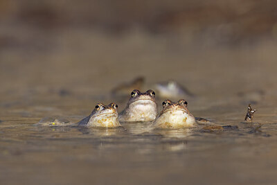 BUITEN BEELD Foto: 452442