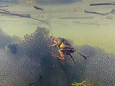 BUITEN BEELD Foto: 452455