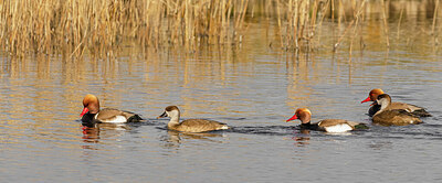 BUITEN BEELD Foto: 452466