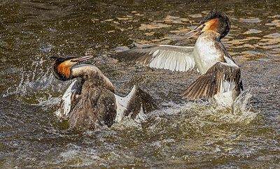 BUITEN BEELD Foto: 452467