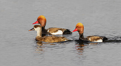 BUITEN BEELD Foto: 452468