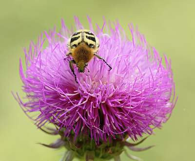BUITEN BEELD Foto: 452470