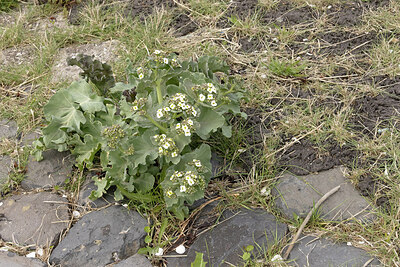 BUITEN BEELD Foto: 452474