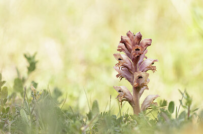 BUITEN BEELD Foto: 452477