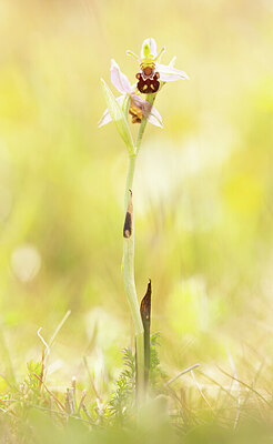 BUITEN BEELD Foto: 452479
