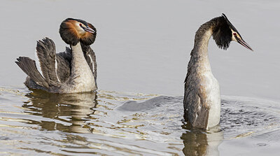 BUITEN BEELD Foto: 452490