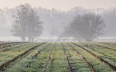 BUITEN BEELD Foto: 452492