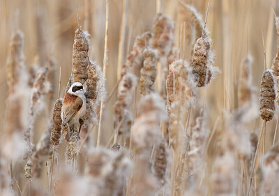 BUITEN BEELD Foto: 452500