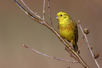 BUITEN BEELD Foto: 452502