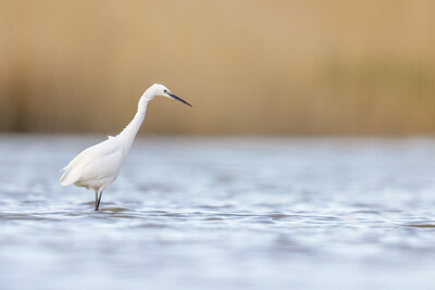BUITEN BEELD Foto: 452503