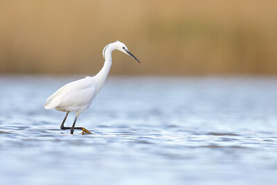 BUITEN BEELD Foto: 452504