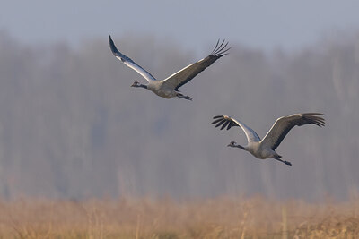 BUITEN BEELD Foto: 452505