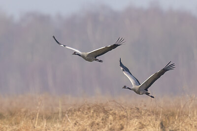 BUITEN BEELD Foto: 452506