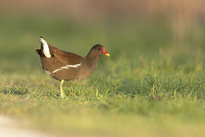 BUITEN BEELD Foto: 452507