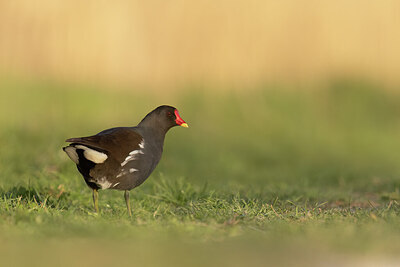 BUITEN BEELD Foto: 452508