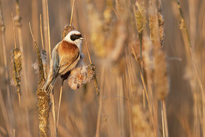 BUITEN BEELD Foto: 452509