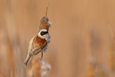 BUITEN BEELD Foto: 452510