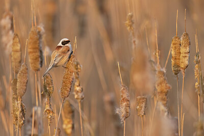 BUITEN BEELD Foto: 452511