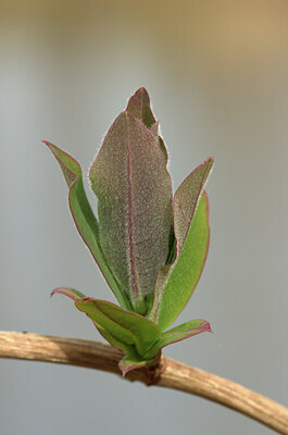 BUITEN BEELD Foto: 452522