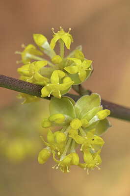 BUITEN BEELD Foto: 452524
