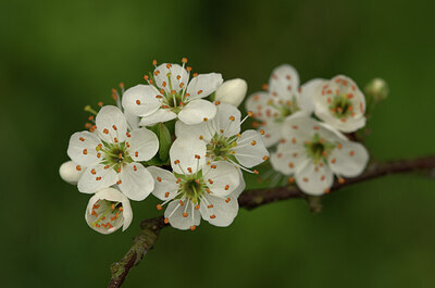 BUITEN BEELD Foto: 452533
