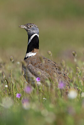 BUITEN BEELD Foto: 452535