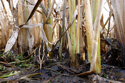 BUITEN BEELD Foto: 452540