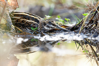 BUITEN BEELD Foto: 452542