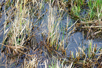 BUITEN BEELD Foto: 452548