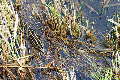 BUITEN BEELD Foto: 452549